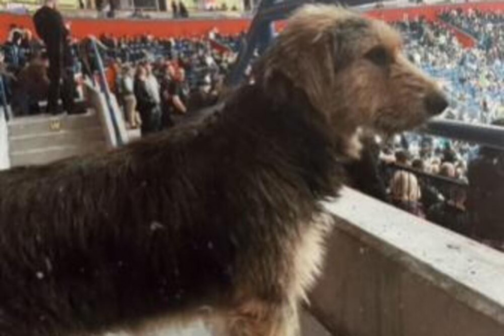 SVI GA TRAŽE, A ON GLEDA EVROLIGU Vlasnici se dali u potragu za njim, a Čičak se pojavio u Areni na utakmici Partizana (VIDEO)