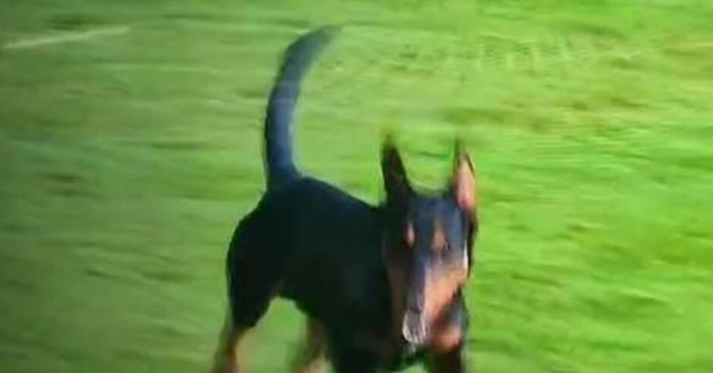 PREKINUT MEČ NA "ČIKA DAČI" Nezvani gost utrčao na teren, niko nije mogao da ga savlada (VIDEO)
