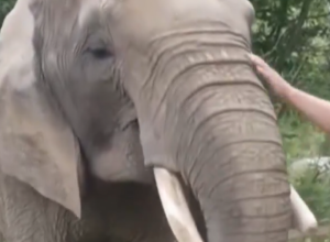 ZABORAVITE HOBOTNICU POLA, IMAMO SLONICU BUBI Evo čiju je pobedu predvidela na otvaranju Evropskog prvenstva (VIDEO)