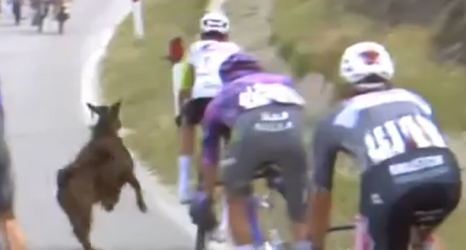 NEZVANI GOST Albanska koza napravila haos o kom bruji Evropa (VIDEO)