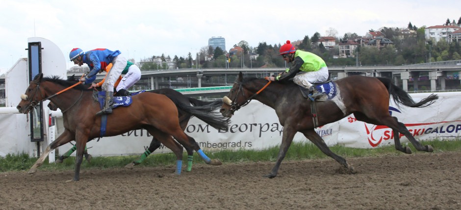 SPEKTAKL NA BEOGRADSKOM HIPODROMU U nedelju se trči galopski derbi