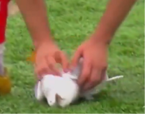 OŽIVEO GALEBA USRED MEČA Golman pogodio pticu, igrač ekspresno reagovao i postao heroj (VIDEO)